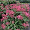 hortenzia stromcekovita ruby annabelle 1