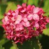 hortenzia stromcekovita ruby annabelle detail
