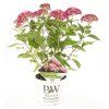 hortenzia stromcekovita ruby annabelle real