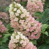 Hydrangea querc. JETSTREAM (Kvetináč 5 litrov, Výška 30 - 40 cm)