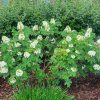 Hydrangea querc. JETSTREAM (Kvetináč 5 litrov, Výška 30 - 40 cm)