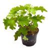 Hydrangea querc. JETSTREAM (Kvetináč 5 litrov, Výška 30 - 40 cm)