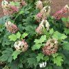 Hydrangea querc. JETSTREAM (Kvetináč 5 litrov, Výška 30 - 40 cm)