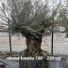 velky stary olivonik bonsaj obvod 180 220