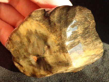 zkamenele drevo araukarit cesky kamen sametove ohlazeny 1