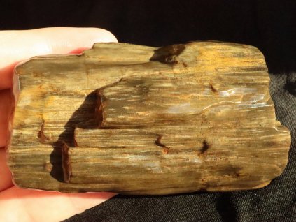 zkamenele drevo struktura dreva kresba barva line u plzne obrazky 1