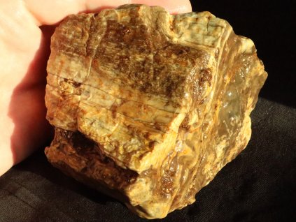 zkamenele drevo vetsi vzorek araukarit surovy cesky kamen prodej cena 1