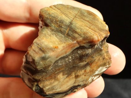 zkamenele dravo araukarit cesky prirodni kamen mineral 1