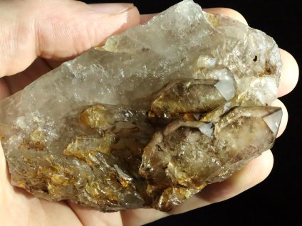 zahneda elestial na podlozce 1