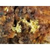 zlato prirodni ryzi mineral stola mir zlate hory luxusni sbirkovy kamen vzorek prodej 3