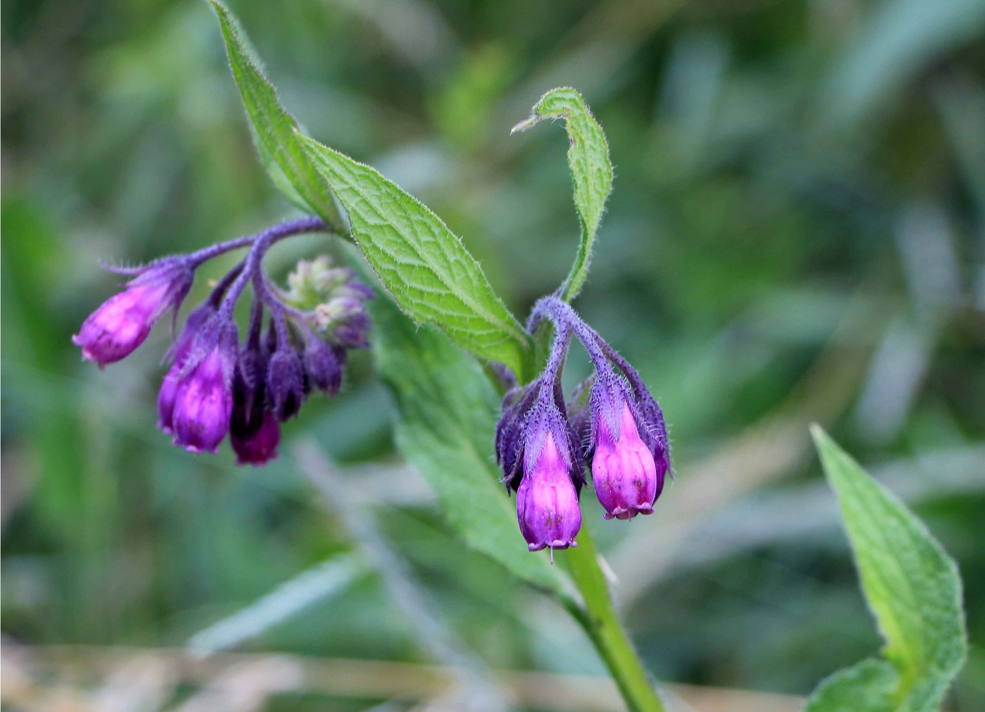 Kostival k péči o namoženiny (Symphytum officinale L.)