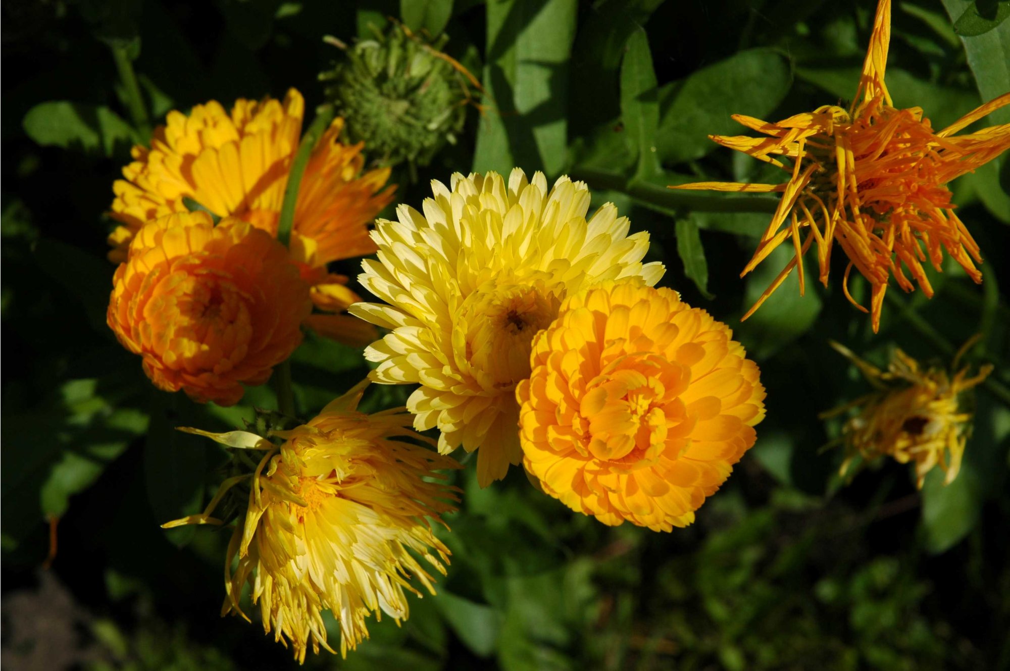 Měsíček jako univerzální pomocník (Calendula officinalis)