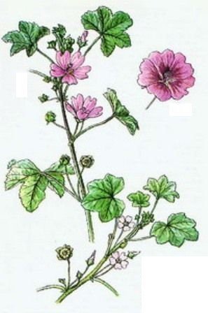 Sléz - bylinná růže (Malva mauritiana)