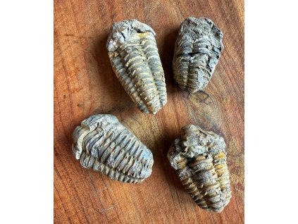 trilobit