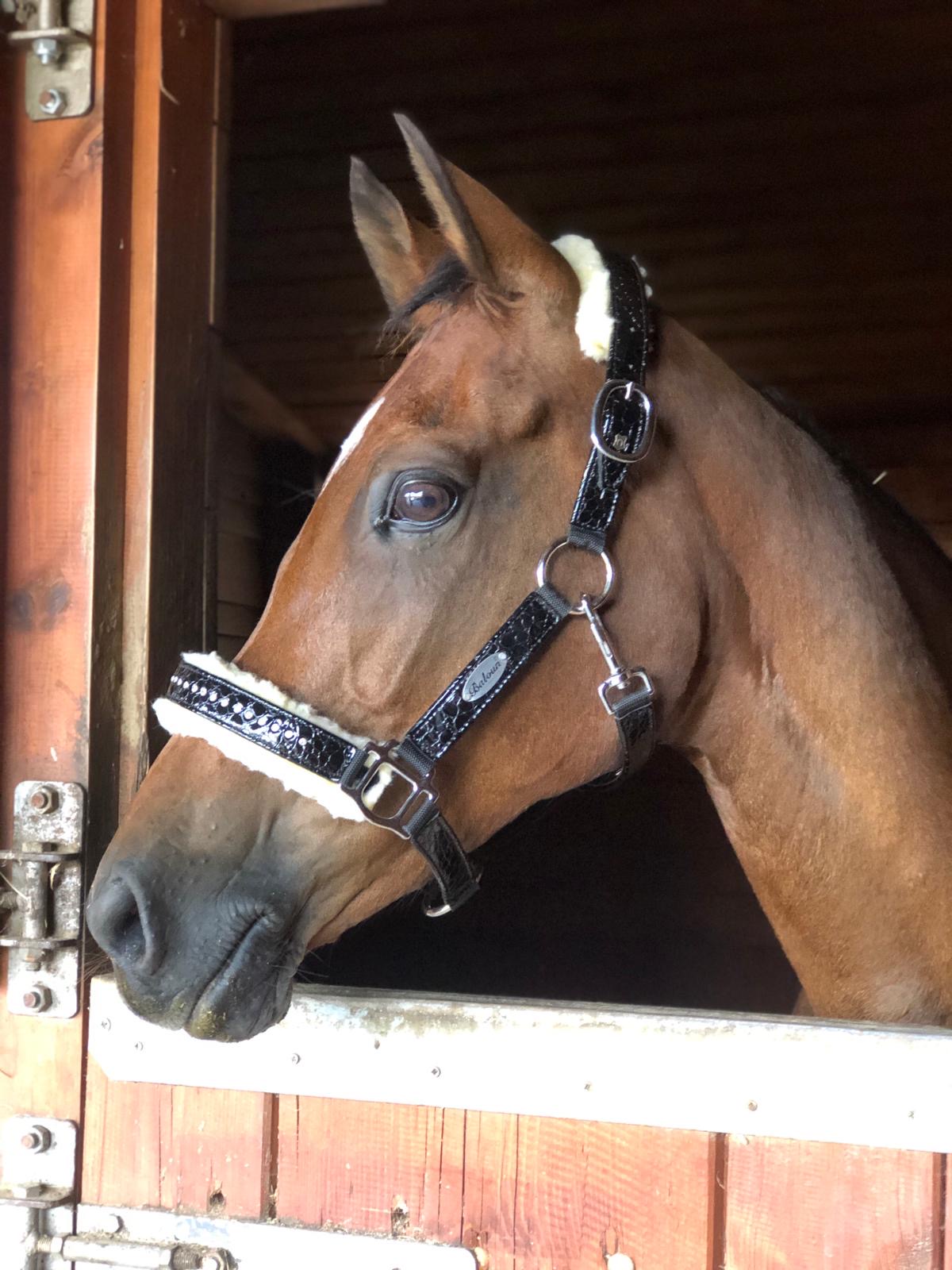 WESTER AIKEMA'S LIENKE