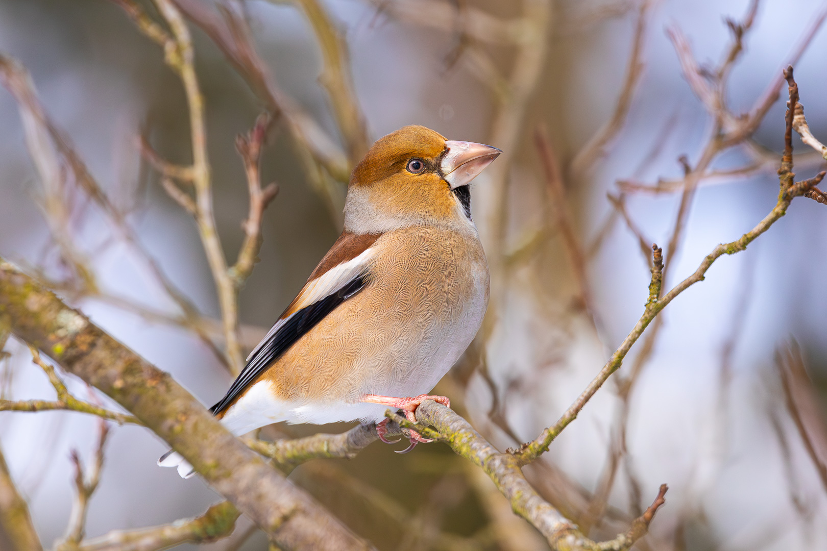Pozvěte ptáky do zahrady