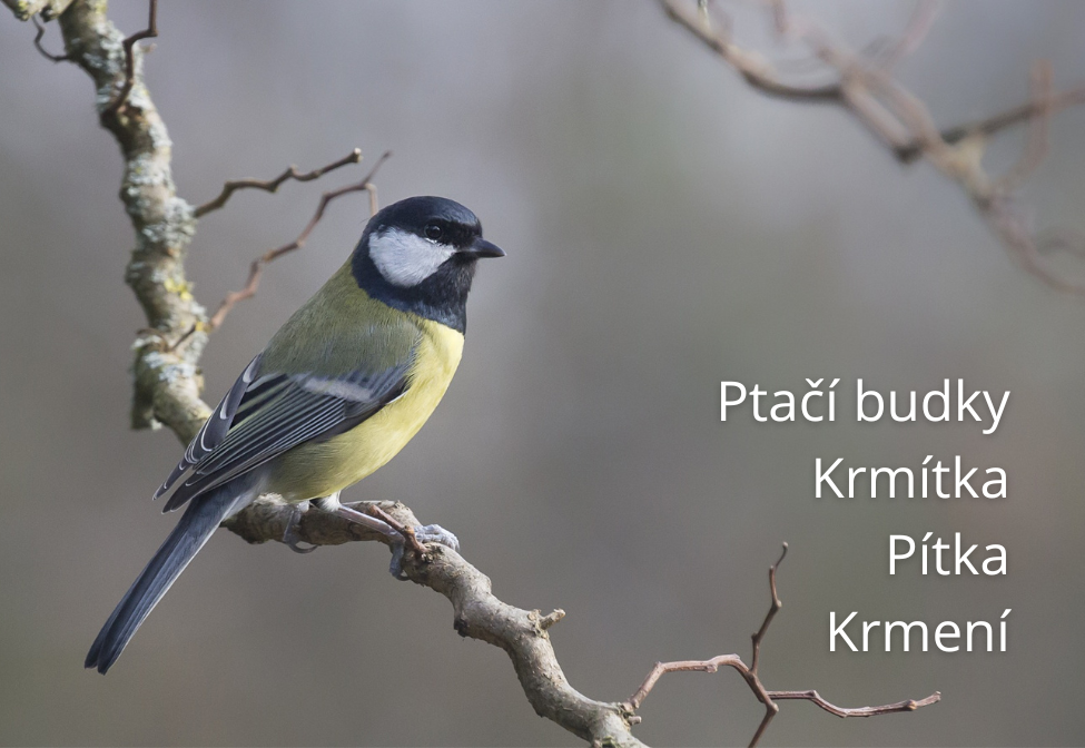 Ptačí budky a krmítka do zahrady