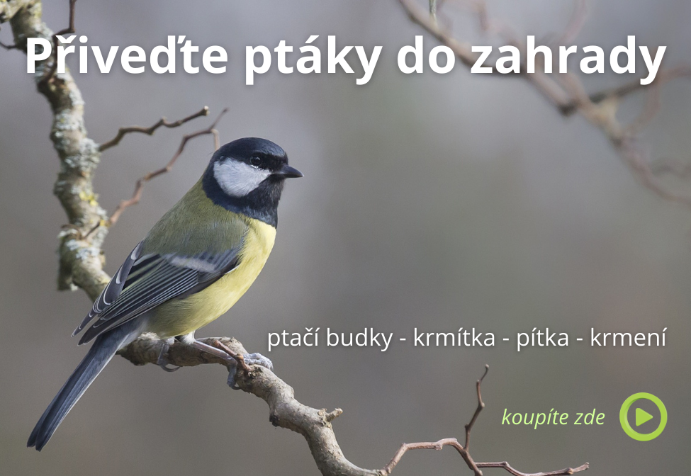 Ptačí budky a krmítka do zahrady
