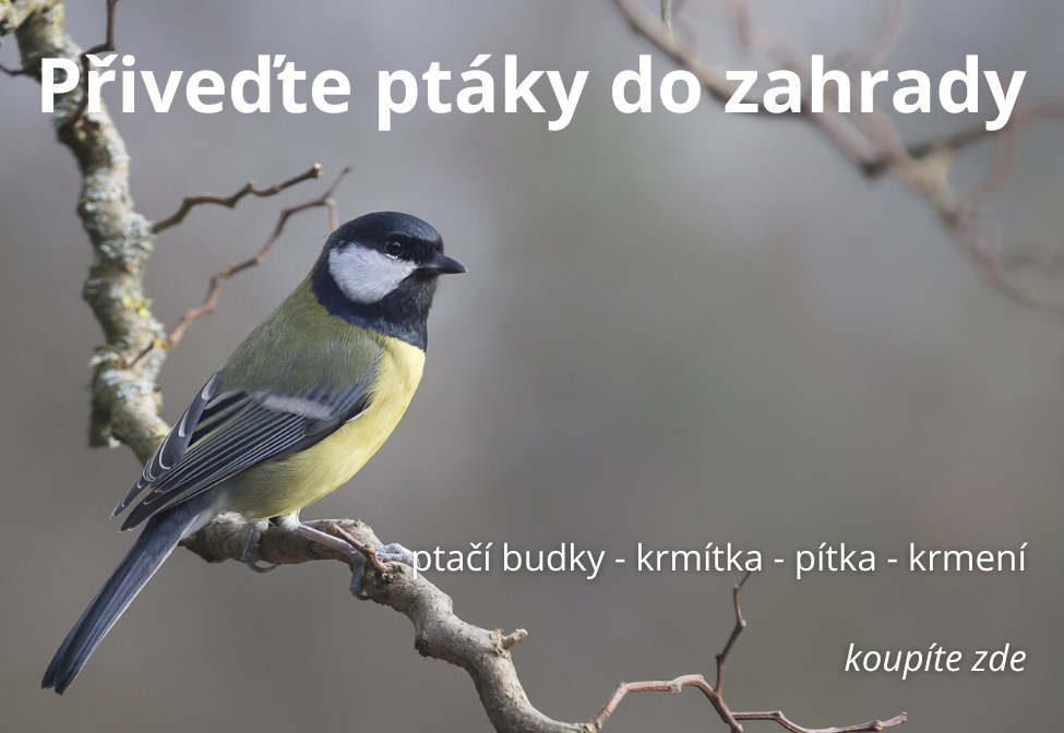Ptačí budky a krmítka do zahrady