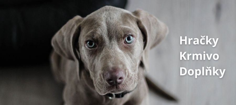 Krmivo pro psy