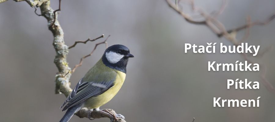 Ptačí budky a krmítka do zahrady