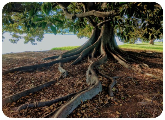 Strom života – návrat ku koreňom a objavenie úcty k prírode