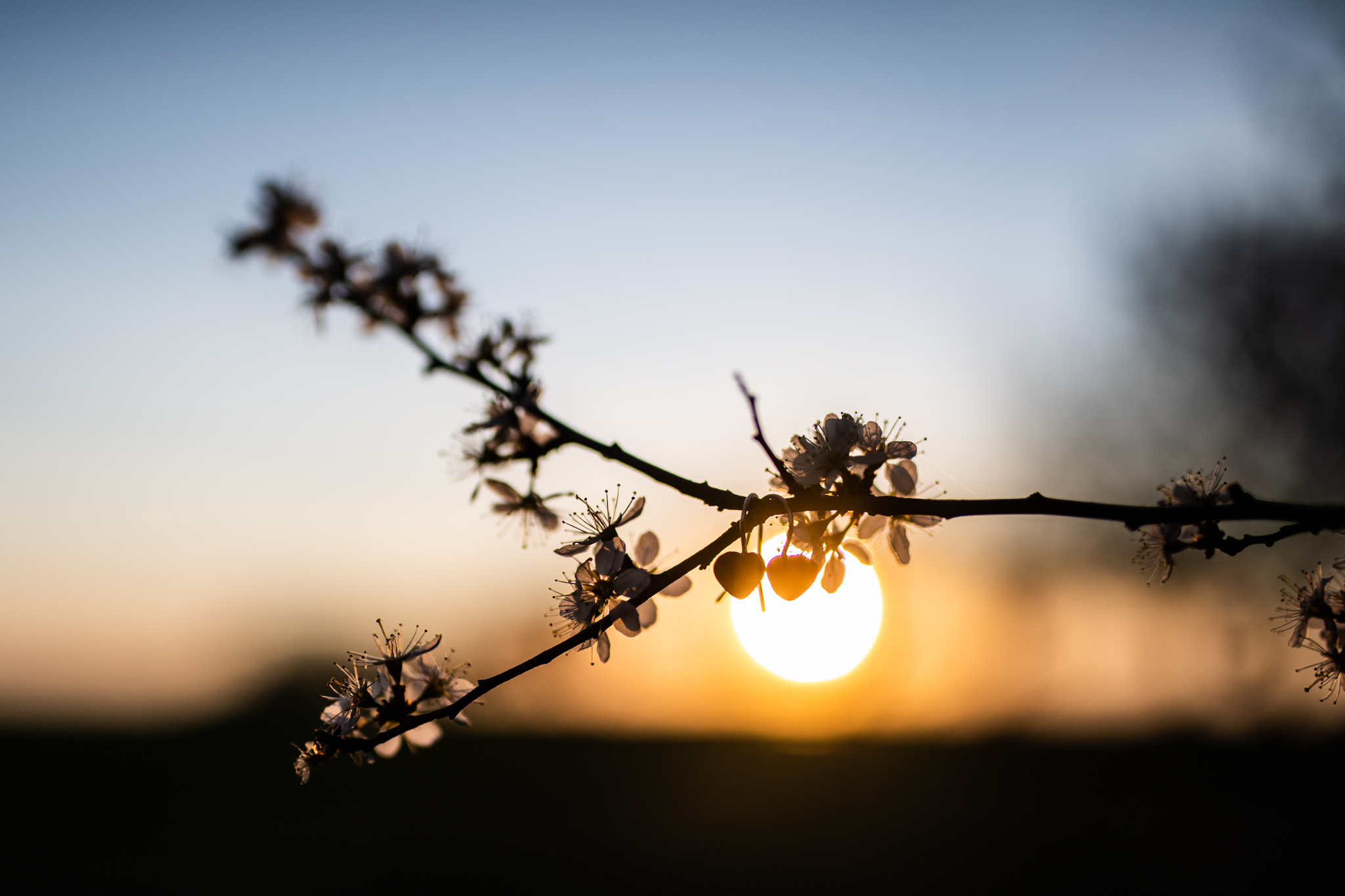 Srdíčkový minimalismus na uši. Srdíčka jsem vyrobila ze švestkového dřevíčka, které je ošetřeno směsí přírodních olejů a vosků Odie’s oil.