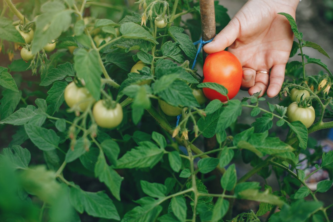 Devět rad, jak pěstovat rajčata v dřevěných truhlících