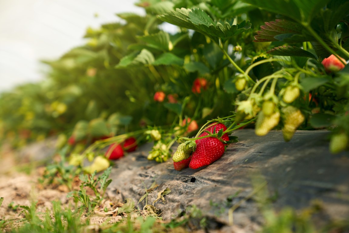 Deset rad pro pěstování jahod v jahodníku