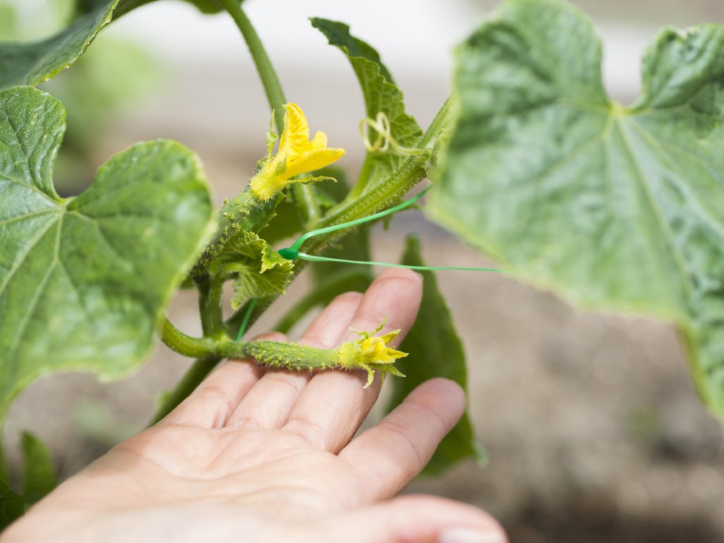 7 tipů, jak pěstovat okurky v dřevěných truhlících