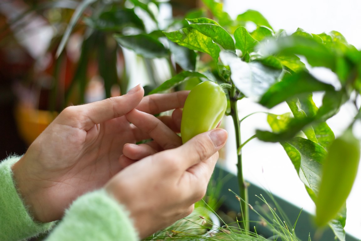 5 rad jak pěstovat papriky v dřevěných truhlících