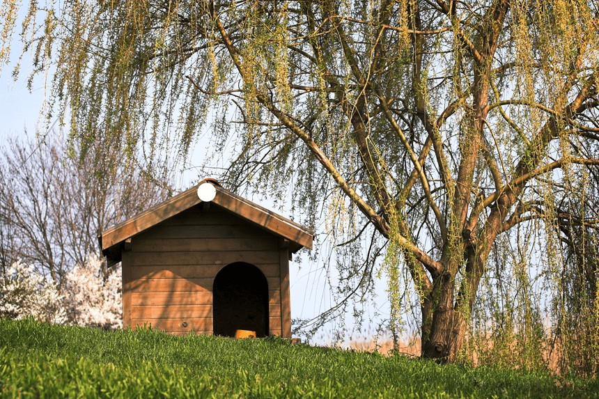 Kde umiestniť búdu pre psa?