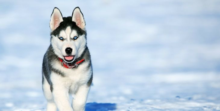 sibirsky-husky-siberian-husky-pesbrunosk-title