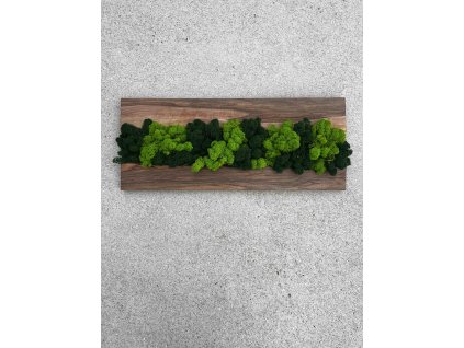 Mechový obraz s ořechem | Luxusní kousek přírody