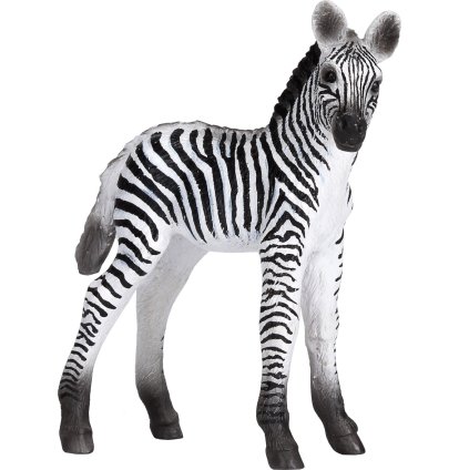 Zebra mládě novinka