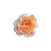 Bild Orangefarbene Rose (Bildabmessungen 32 x 33 cm, Oberflächenfinish Matt)