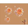 Bild Orangefarbene Rose (Bildabmessungen 32 x 33 cm, Oberflächenfinish Matt)