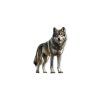 Wandbild Wilder Wolf (Bildabmessungen 45 x 32 cm, Oberflächenfinish Matt)