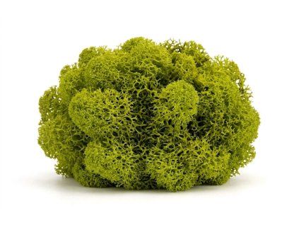 Lišajník limetková farba