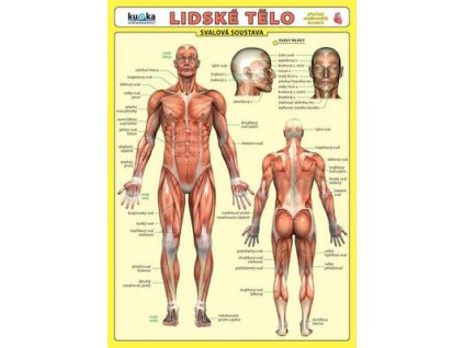 Lidské tělo  Lidské tělo
