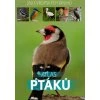 Atlas ptáků: 250 evropských druhů  Atlas ptáků: 250 evropských druhů   -  Dominik Marchowski