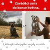 Pejsek na miru banner III