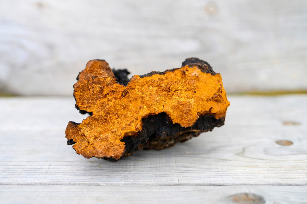 Chaga: Houba, která přitahuje pozornost vědců i milovníků přírodní medicíny