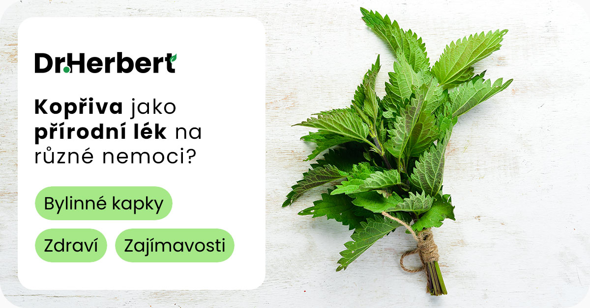 Kopřiva: Váš spojenec proti alergiím, anémii a vysokému krevnímu tlaku