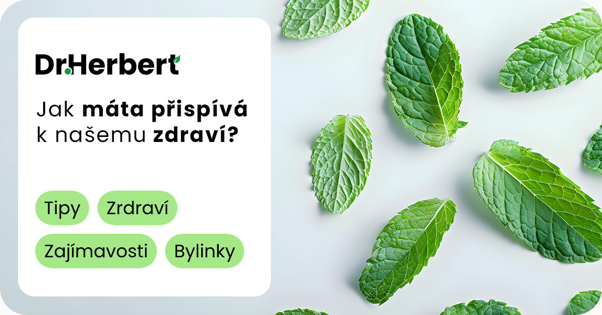 Léčivá síla máty: Jak využít přírodní bylinné kapky s mátovým extraktem v MCT oleji pro zdraví