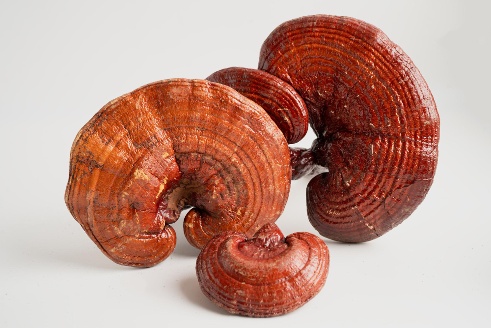 Co je Reishi a proč ji lidé užívají? Účinky na imunitu, stres i cévy 🧬