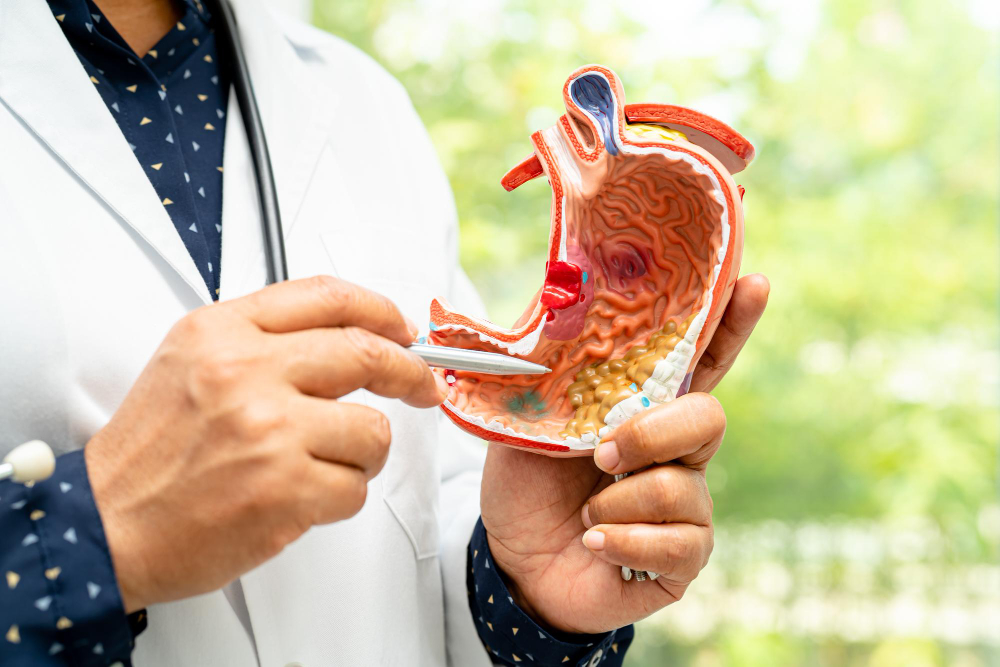 Lékař v bílém plášti drží v ruce plastový anatomický model lidského žaludku a ukazuje na jeho vnitřní část pomocí ukazovátka.