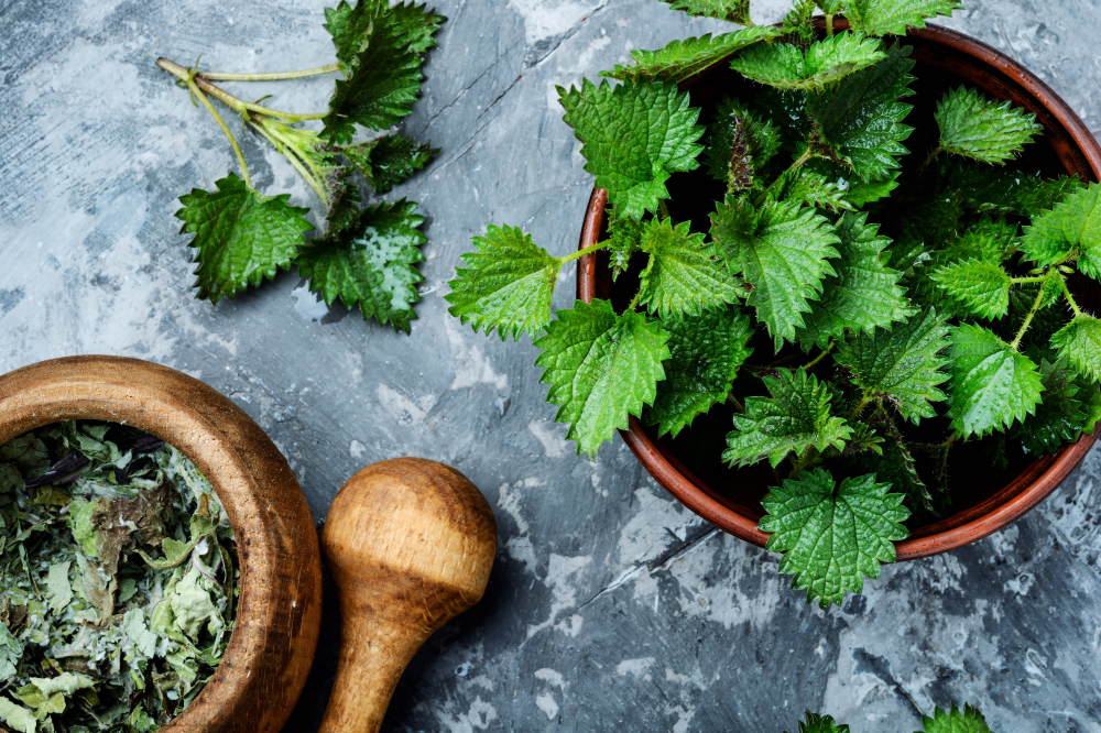 cerstva-kopriva-prirodni-detoxikace-organismu-zdroj-vitaminu-mineralu-pro-zdravi-tela