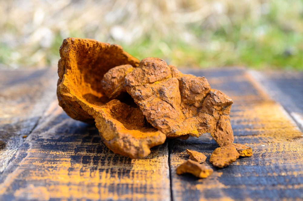 Přírodní houba Čaga bohatá na melanin – adaptogen s antioxidačními účinky