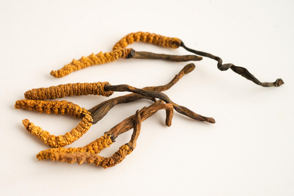 Na fotografii můžete vidět, co je cordyceps – sušenou podobu houby známé jako housenice čínská. Tato vitální houba je ceněná pro své cordyceps účinky, které podporují imunitní systém, dodávají energii a pomáhají tělu lépe zvládat zátěž.